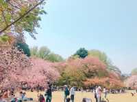 日本🇯🇵東京新宿御苑賞櫻花🌸