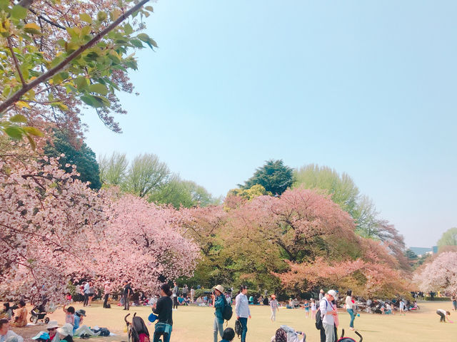 日本🇯🇵東京新宿御苑賞櫻花🌸