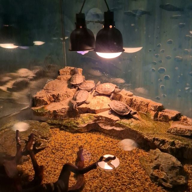 🌍 자연 생태를 배울 수 있는 교육적이고 평온한 공간 화담숲자연생태관🌍