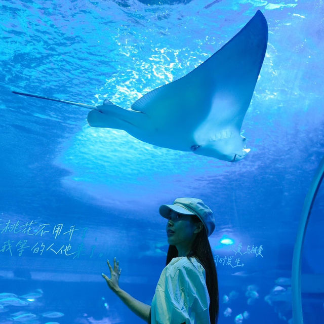 พาเที่ยวอควาเรียมกวางโจวZhengjia Polar Ocean World