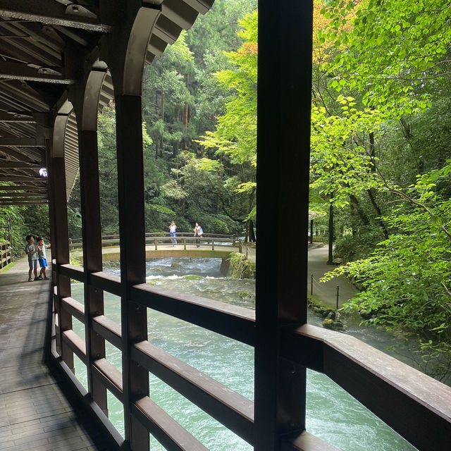 🇯🇵日本・山口/秋芳洞