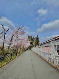 【千葉】レトロな桜並木