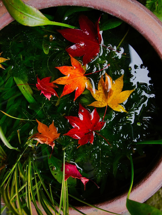 【紅葉特集】緑・黄・橙・赤のコントラストがすごい‼️日本初のあれがあるスポット🍁