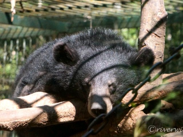 【ラオス】エメラルドグリーンの段滝とクマ牧場の「クアンシーの滝」