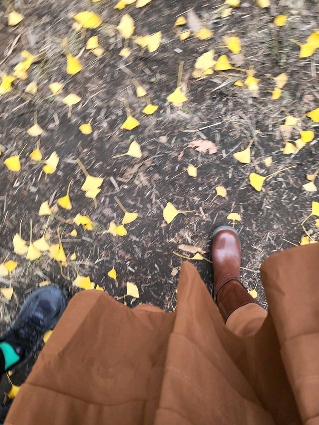950년된 칠곡 말하는 은행나무