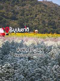 ทานตะวันบานแล้วจ้าาาา 🌻