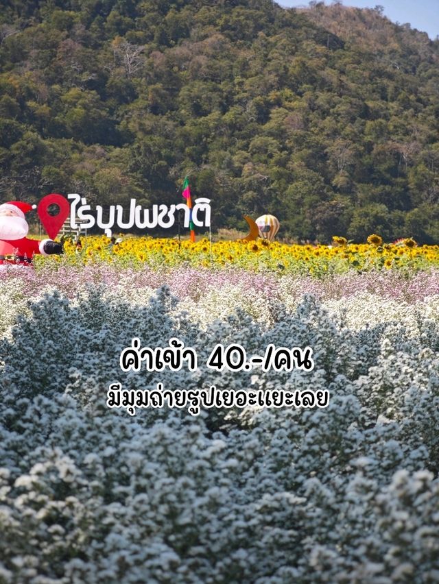 ทานตะวันบานแล้วจ้าาาา 🌻