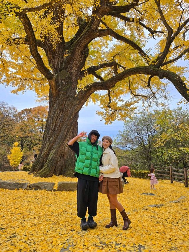 소원을 얘기하고 싶은 은행나무명소💛