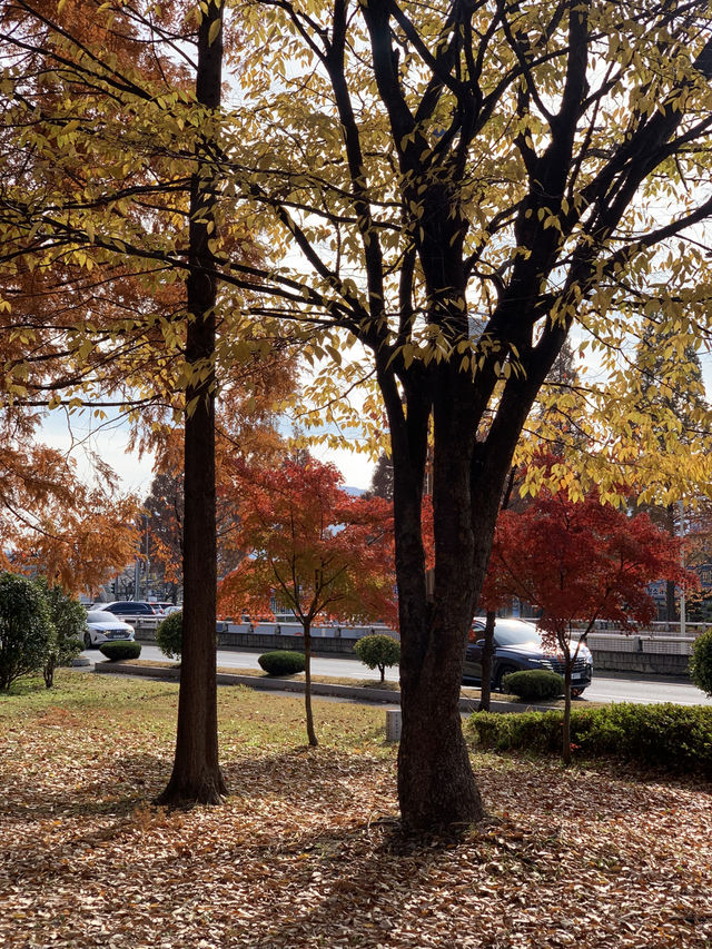 정말 좋았던 가을 단풍놀이🍂🍁