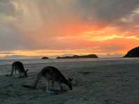 Sunrise with Kangaroos: A Guide to Casuarina Beach 🦘