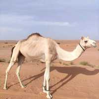 Wahiba Sands, Oman