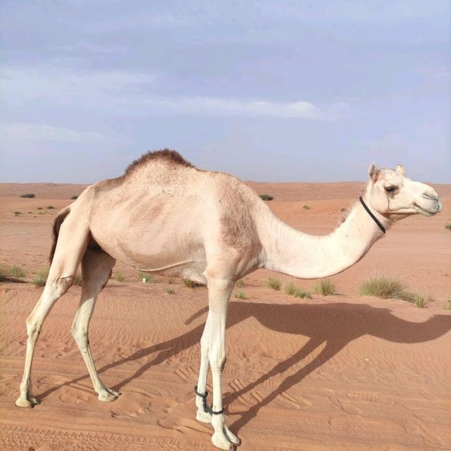Wahiba Sands, Oman