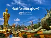 วัดป่าไทรทอง วัดสวยสีทองอร่าม