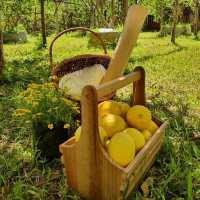 เลมอน🍋ฟาร์มสุข เติมความสดชื่นที่สวนผึ้ง 