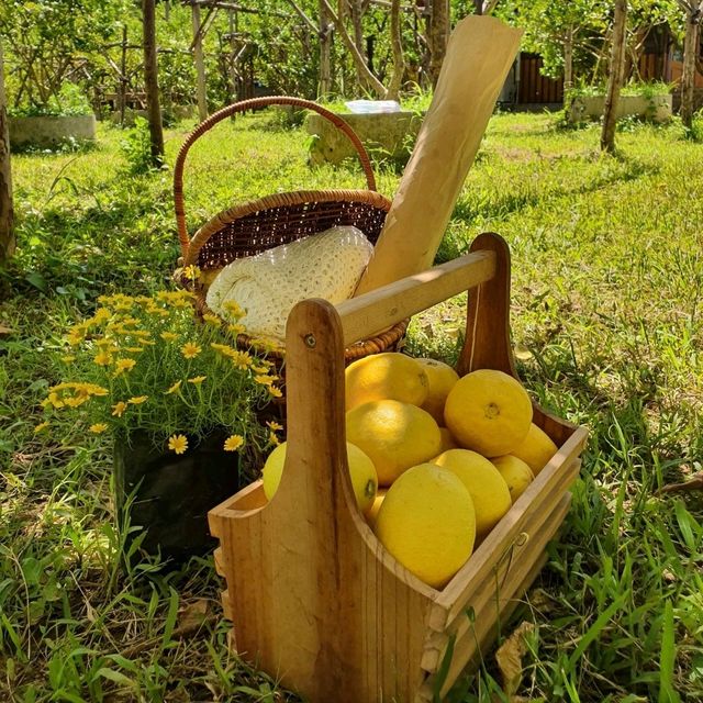 เลมอน🍋ฟาร์มสุข เติมความสดชื่นที่สวนผึ้ง 