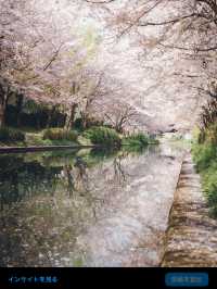 【伏見十石舟と桜】京都の桜おすすめスポット