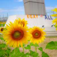 🌻✨ ปักหมุดที่เที่ยวสุดว้าว! ทุ่งทานตะวัน กฟผ. ไทร
