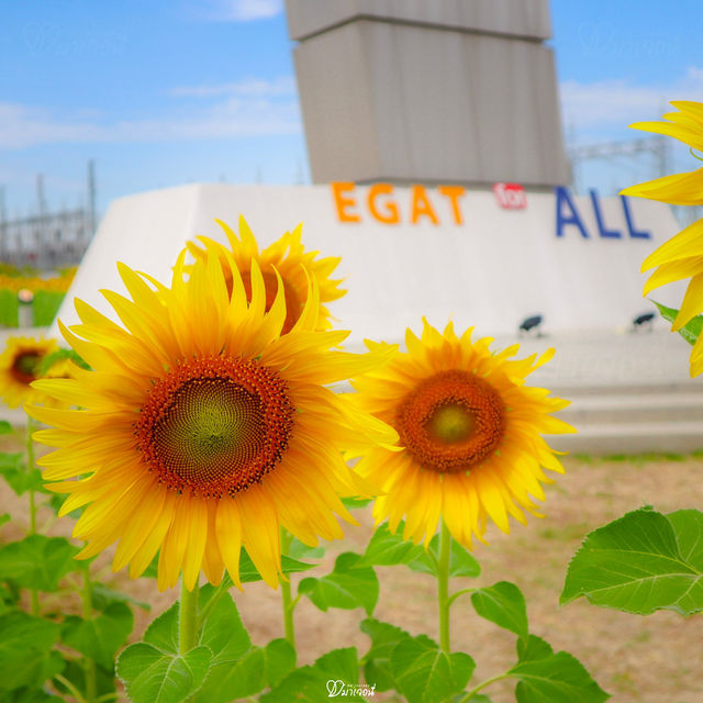 🌻✨ ปักหมุดที่เที่ยวสุดว้าว! ทุ่งทานตะวัน กฟผ. ไทร