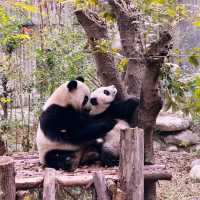 A Must-Visit for Panda Lovers 🐼
