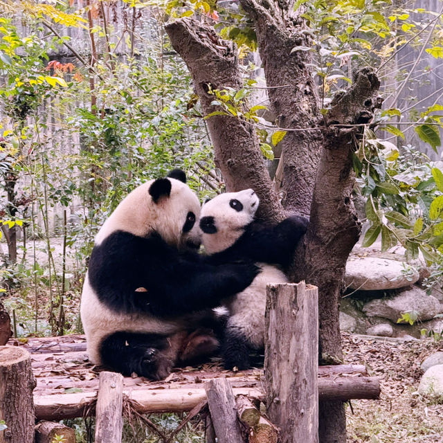 A Must-Visit for Panda Lovers 🐼