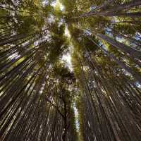 Serene Escape at Arashiyama Bamboo Forest