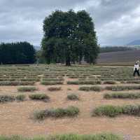 Bridestowe Lavender Farm