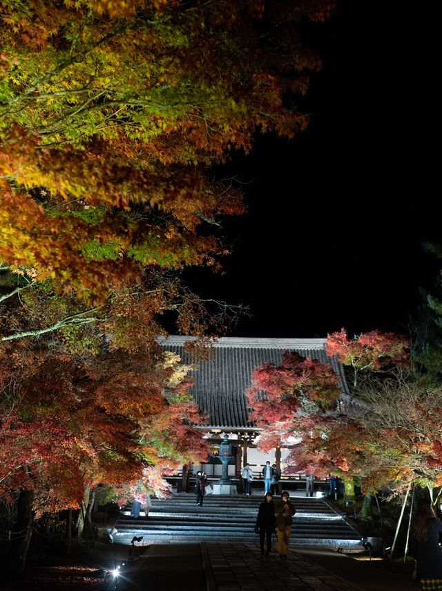 ✨ 秋の仁和寺ライトアップで幻想的なひとときを ✨