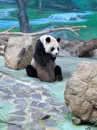 Meet Yuan Yuan and Yuan Zai: A Visit to Taipei Zoo's Giant Panda House