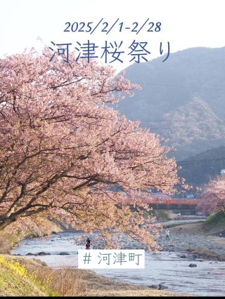 2025 河津町的河津櫻花祭　2/1～2/28舉辦