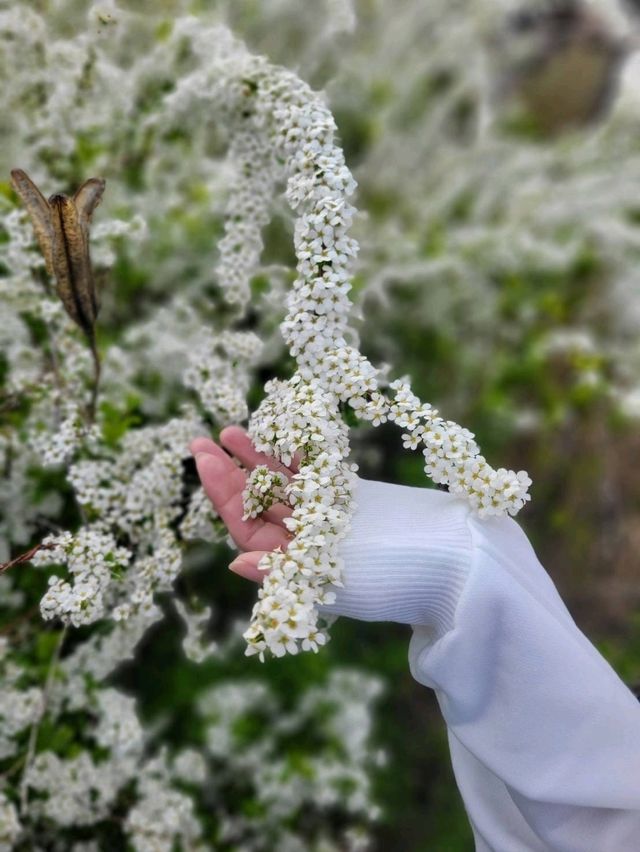 【カラフルなチューリップ🌷の絨毯がみれる！】
