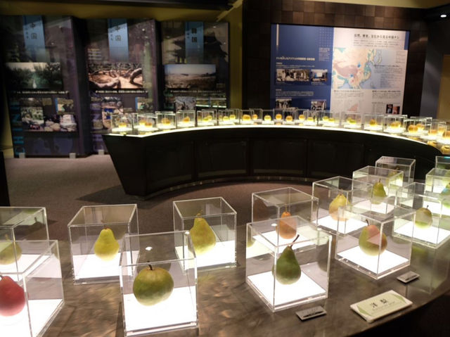 พิพิธภัณฑ์ลูกแพร์ (Nijisseiki Pear Museum)