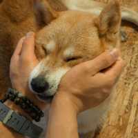 คาเฟ่น้องหมาชิบะ ที่เขาใหญ่🐕