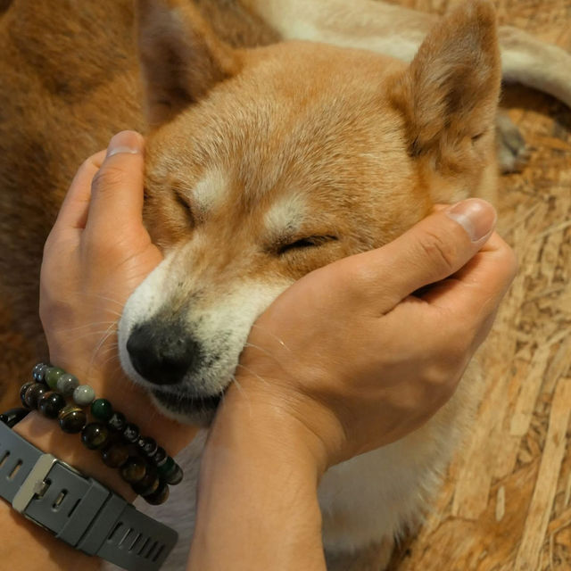 คาเฟ่น้องหมาชิบะ ที่เขาใหญ่🐕