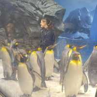 Marine Magic: Sea World Gold Coast Experience