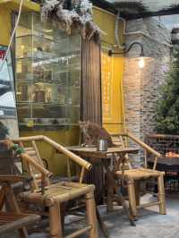 珠海第一cafe 麻雀與不叔 超活潑貓咪！