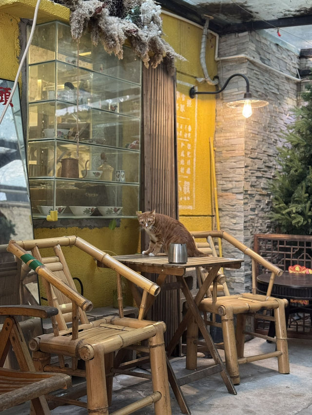 珠海第一cafe 麻雀與不叔 超活潑貓咪！