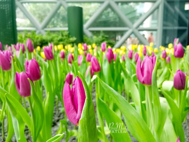 Miracle of Natural สวนดอกไม้เมืองหนาว ระยอง