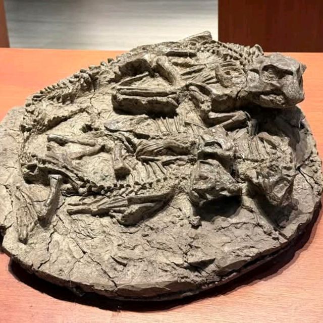 สุดยอดพิพิธภัณฑ์ Shanghai Natural History Museum