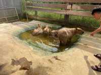 可愛的動物園，必坐小火車