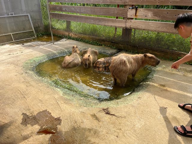 可愛的動物園，必坐小火車