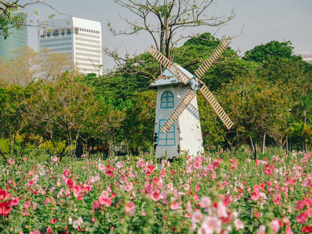 สวนจตุจักรตอนนี้เป็นสีชมพู สวยมาก💕