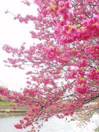 伊豆🌸河津櫻🌸伊豆仙人掌動物園🌸2天遊