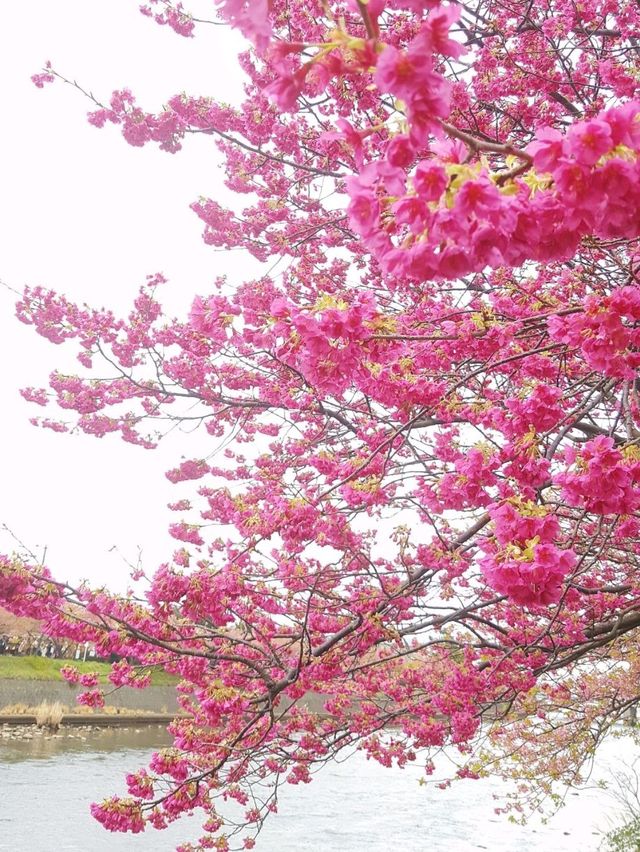 伊豆🌸河津櫻🌸伊豆仙人掌動物園🌸2天遊