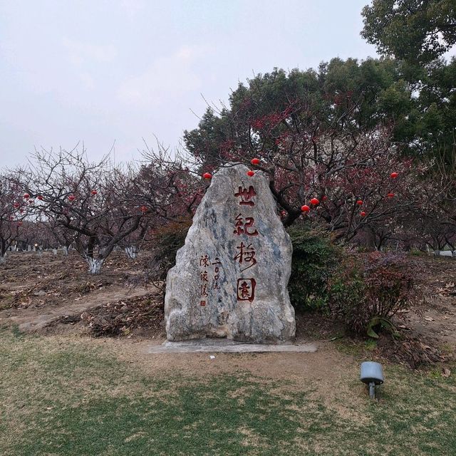 上海世紀公園の梅園