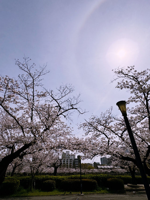 大阪造幣局櫻花步道：春天的浪漫絕景 🌸✨