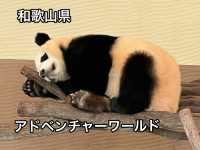 【パンダ🐼見に行きたくない？】