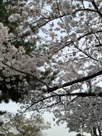 嵐山公園的櫻花：春天的夢幻絕景 🌸