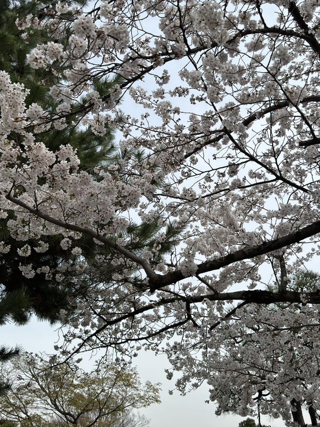 嵐山公園的櫻花：春天的夢幻絕景 🌸