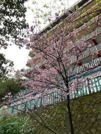 碧山巖櫻花步道賞櫻美景