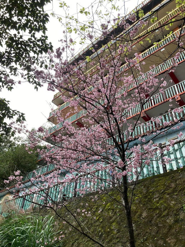 碧山巖櫻花步道賞櫻美景